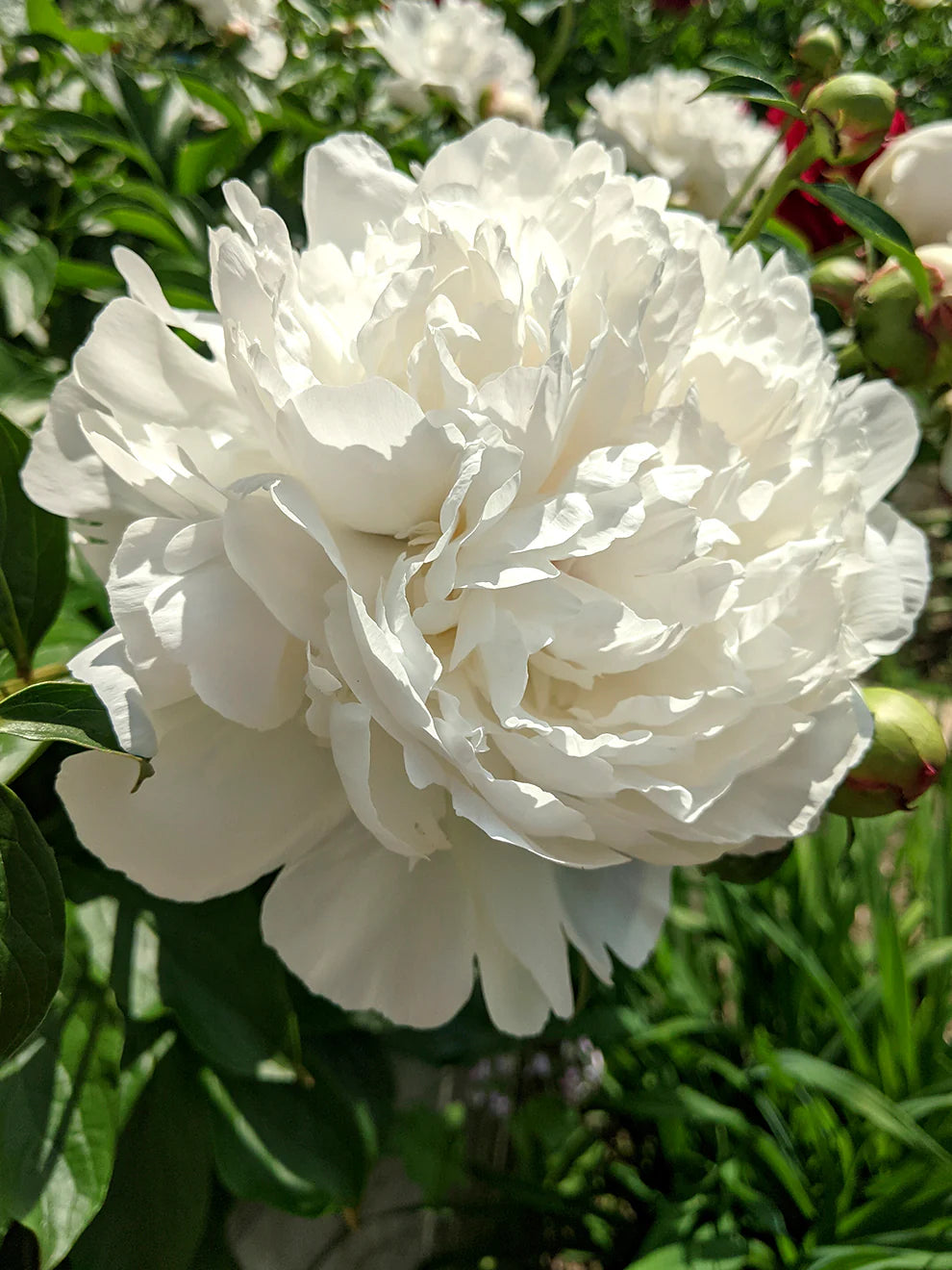 Heirloom Peony (Highly Fragrant)  (Buy 1 Get 1)