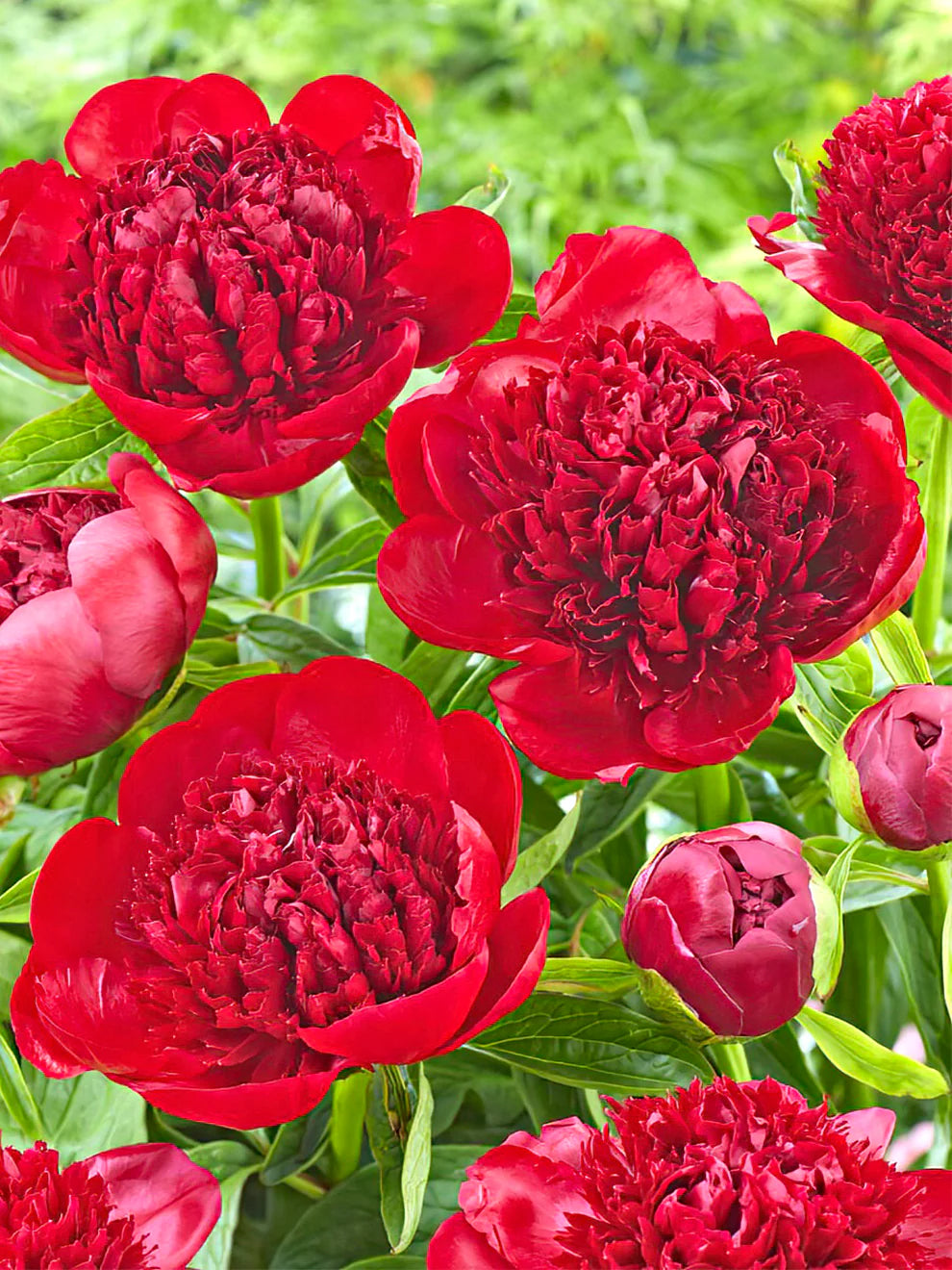 Heirloom Peony (Highly Fragrant)  (Buy 1 Get 1)