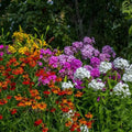 Vibrant perennial grab bag with purple phlox, orange coneflowers, yellow lilies