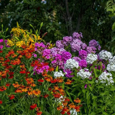 Vibrant perennial grab bag with purple phlox, orange coneflowers, yellow lilies