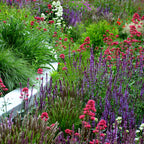 Vibrant perennial grab bag garden with tall purple red flowers and lush greenery