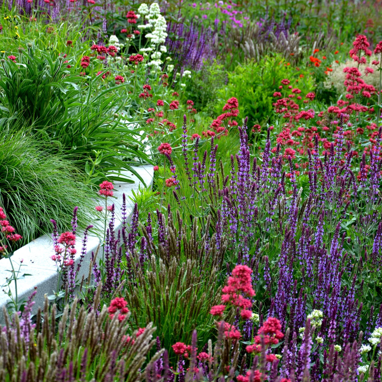 Vibrant perennial grab bag garden with tall purple red flowers and lush greenery