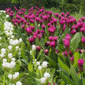 Vibrant pink and white Siam tulips with green leaves in Perennial Package - 10 Plants