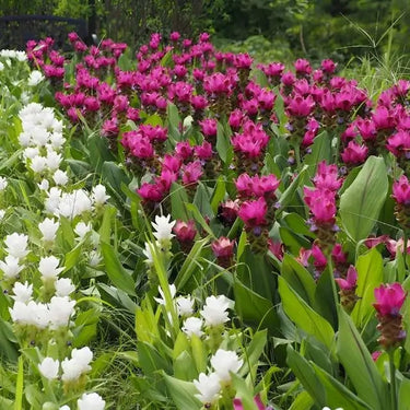 Vibrant pink and white Siam tulips with green leaves in Perennial Package - 10 Plants