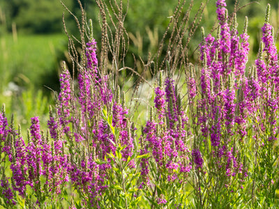 Climate Resilience of Native vs. Non-Native Plant Species