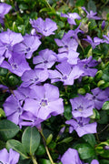 Purple vinca periwinkle plant with delicate petals and glossy green leaves