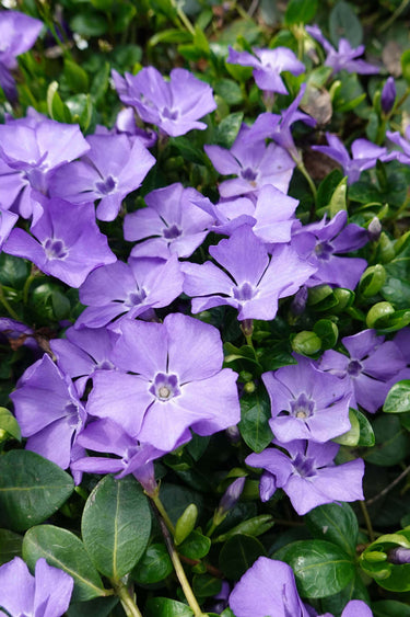 Purple vinca periwinkle plant with delicate petals and glossy green leaves