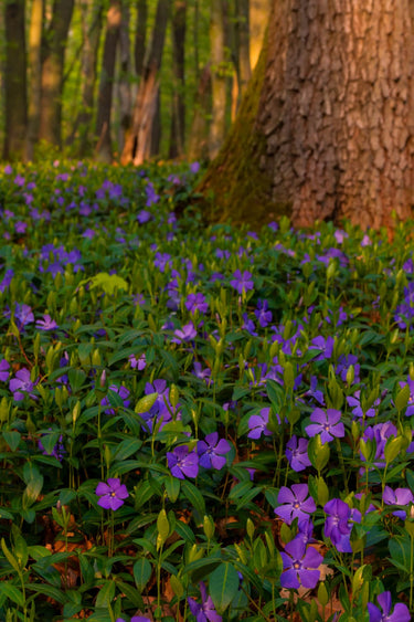 Vibrant purple periwinkle flowers with green foliage under forest tree