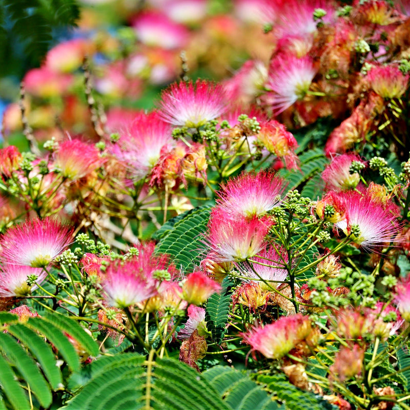 Vibrant pink and white fluffy Persian Silk Tree blossoms on green foliage