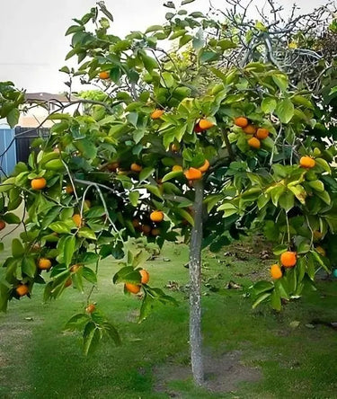 Lush green persimmon tree with abundant vibrant orange fruits for seedlings