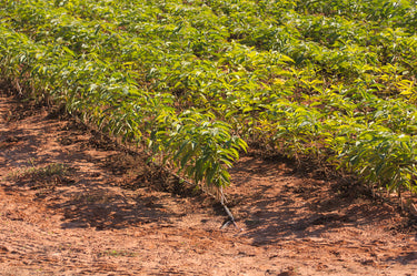 Rows of vibrant green persimmon tree seedlings in reddish-brown dirt field