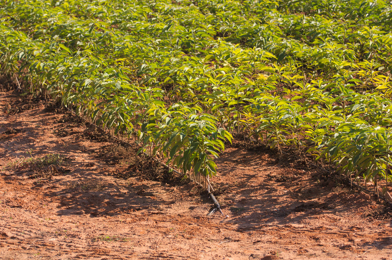 Rows of vibrant green persimmon tree seedlings in reddish-brown dirt field