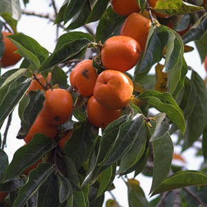 Ripe orange persimmons clustered on Persimmon Tree among green leaves