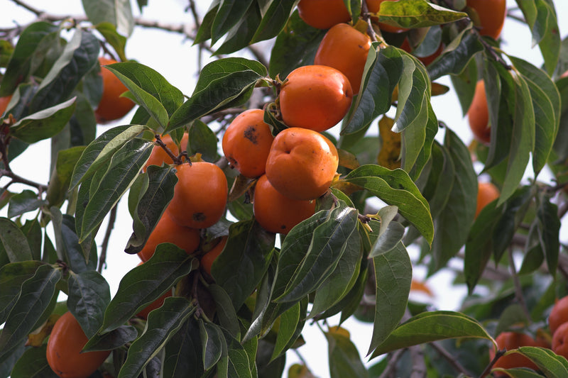 Ripe orange persimmons clustered on Persimmon Tree among green leaves