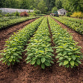 Rows of young tobacco plants growing in a cultivated field with farm buildings visible in the background - TN Nursery
