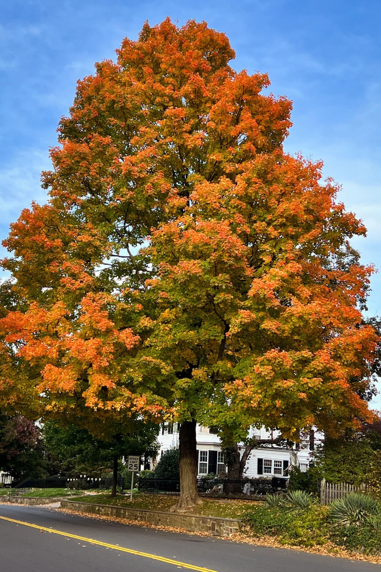Majestic Pin Oak tree with vibrant orange and green leaves against blue sky
