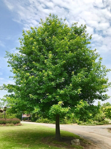 Lush full-bodied Pin Oak tree with dense green foliage in park setting