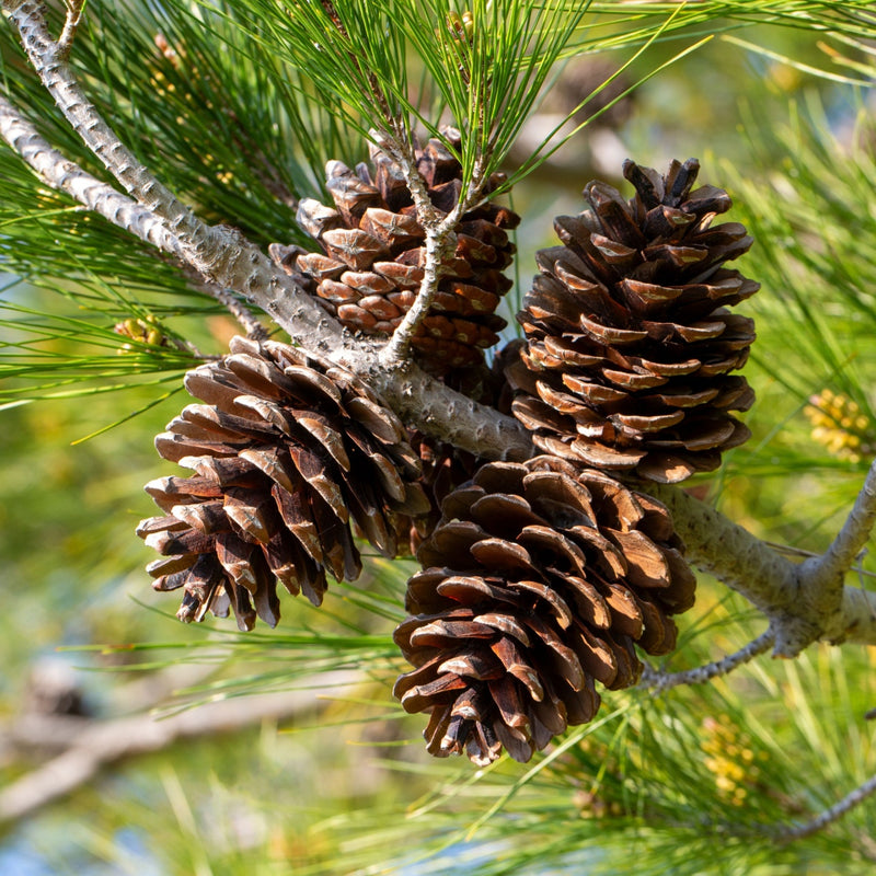Brown pine cones with textured scales on branch, 3 pack