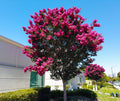 Pink Crepe Myrtle tree with vibrant pink blossoms and green foliage against blue sky