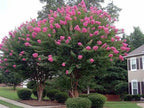 Pink Crepe Myrtle tree with vibrant pink blossoms and lush green foliage