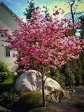 Vibrant Pink Dogwood Tree with delicate pink blossoms in garden