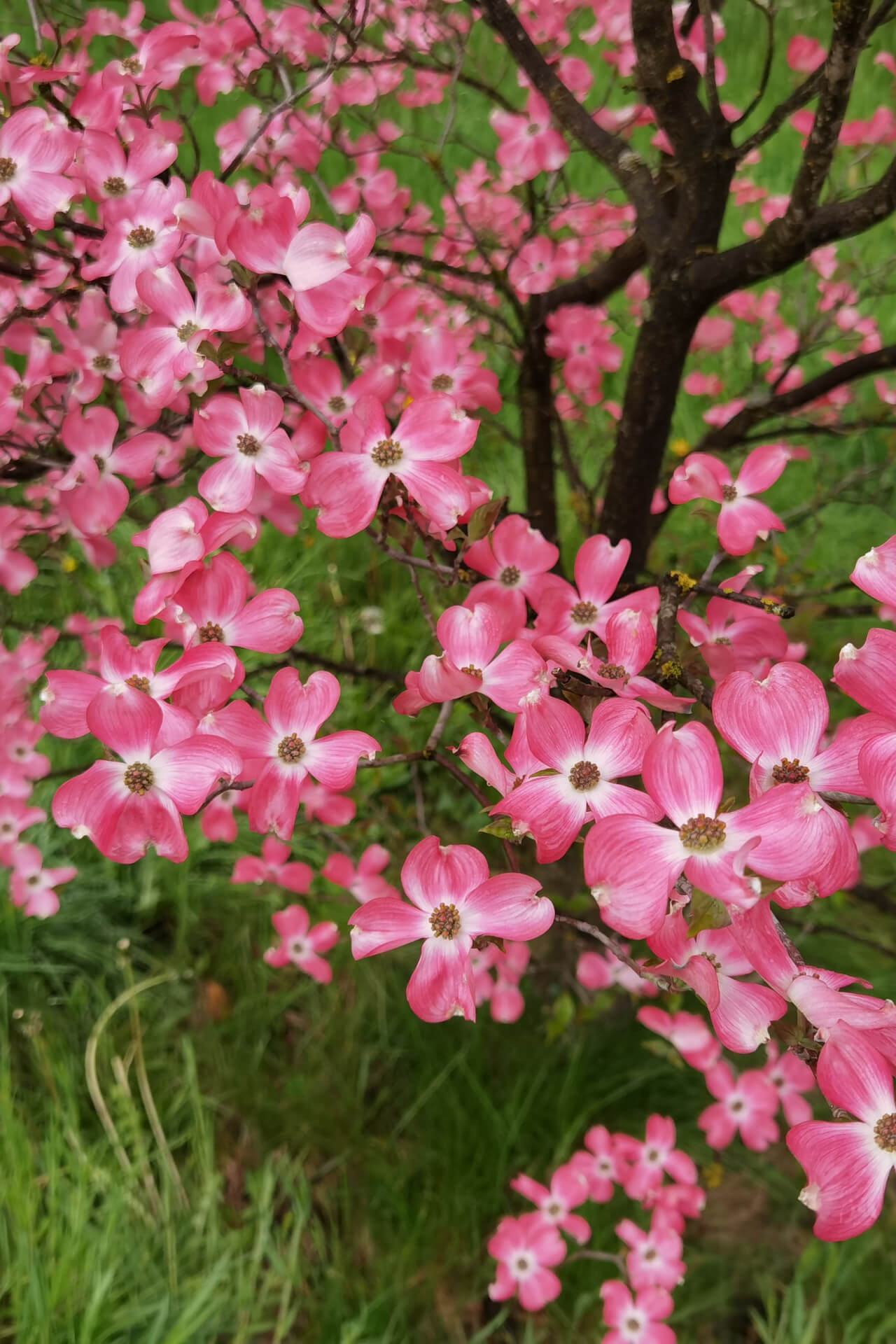 Pink Dogwood Tree with vibrant blossoms, white centers, brown stamens