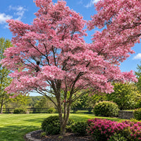 Pink Dogwood Tree