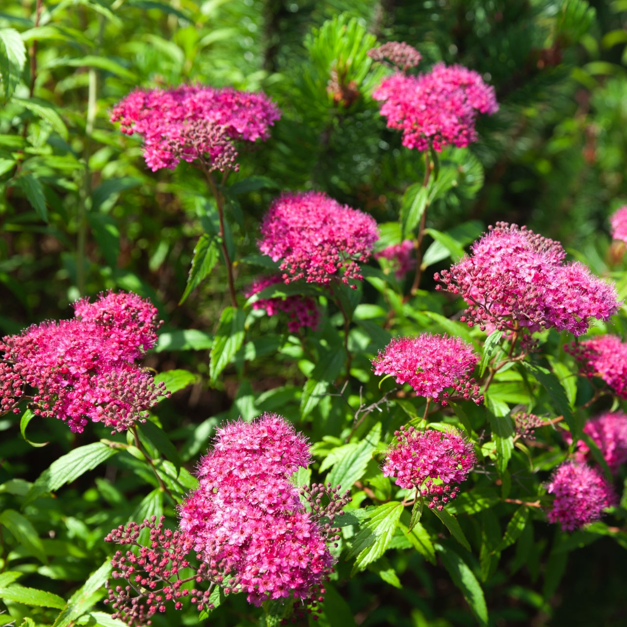 Vibrant magenta pink spirea shrub flower clusters with dense petals and green foliage