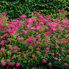 Pink Spirea Shrub with vibrant magenta pink flowers and lush green foliage