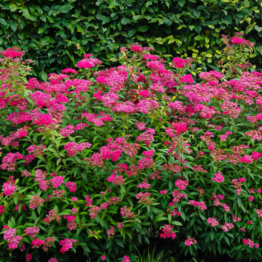 Pink Spirea Shrub with vibrant magenta pink flowers and lush green foliage