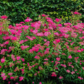 Japanese Spiraea