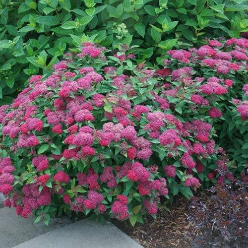 Vibrant pink spirea shrub with dense tiny blossoms and glossy green foliage