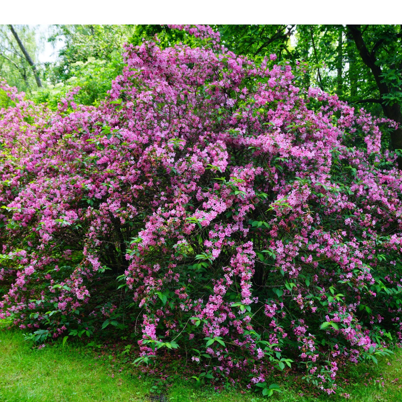 Vibrant Pink Weigela Shrub with lush pink blossoms and green foliage