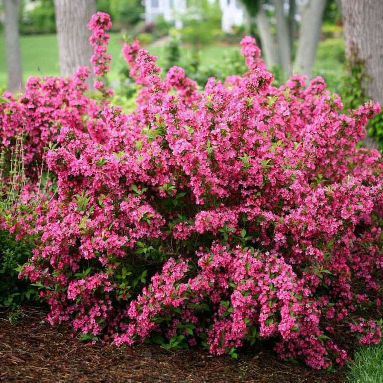 Vibrant Pink Weigela Shrub with dense pink blossom clusters and green foliage