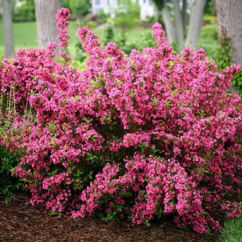 Vibrant Pink Weigela Shrub with dense pink blossom clusters and green foliage
