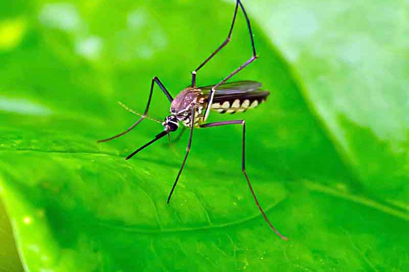 A dark-bodied mosquito with slender black legs and wings marked by yellow spots rests on a vibrant green leaf.