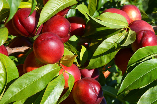Ripe glossy red peaches on Plum Fruit Tree branch with green leaves