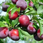 Plump glossy red and purple plums on Plum Fruit Tree branch with green leaves