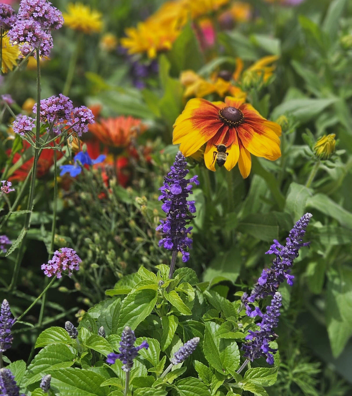 A vibrant yellow and red coneflower with a dark center, surrounded by purple spikes of lavender.