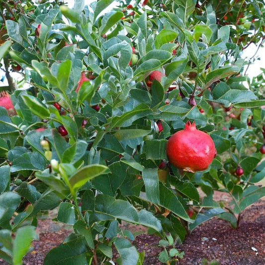 Pomegranate Tree