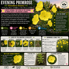 An educational infographic poster for Evening Primrose (Oenothera biennis), featuring a large central yellow flower, smaller yellow and white flowers, and detailed text sections on its native range, pollinators, growing care, planting tips, and a fact box, all on a green and yellow background.