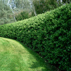 Lush neatly trimmed privet hedge plant with dense uniform green foliage