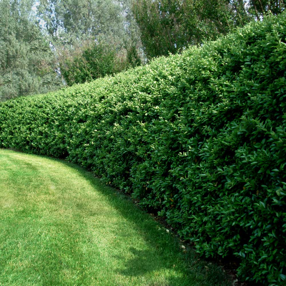 Lush neatly trimmed privet hedge plant with dense uniform green foliage