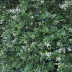 Lush green privet hedge plant with clusters of delicate white flowers
