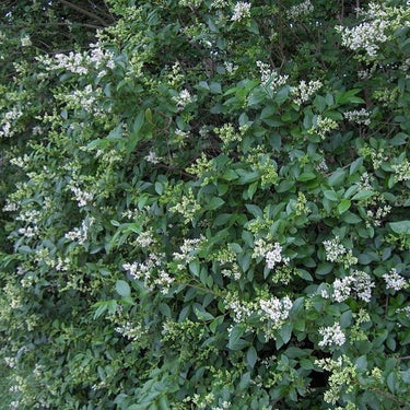 Lush green privet hedge plant with clusters of delicate white flowers