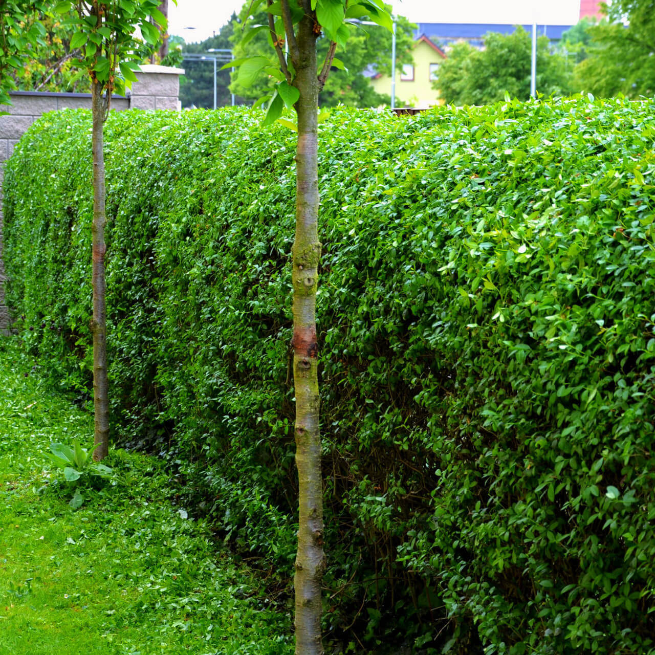 Tall slender tree with light brown bark beside Privet Hedge Plant
