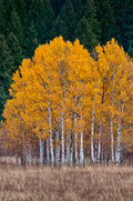 Vibrant golden aspen trees with white bark against dark evergreens, Lombardy Poplar