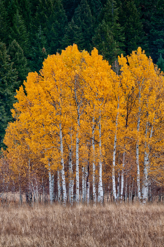 Vibrant golden aspen trees with white bark against dark evergreens, Lombardy Poplar