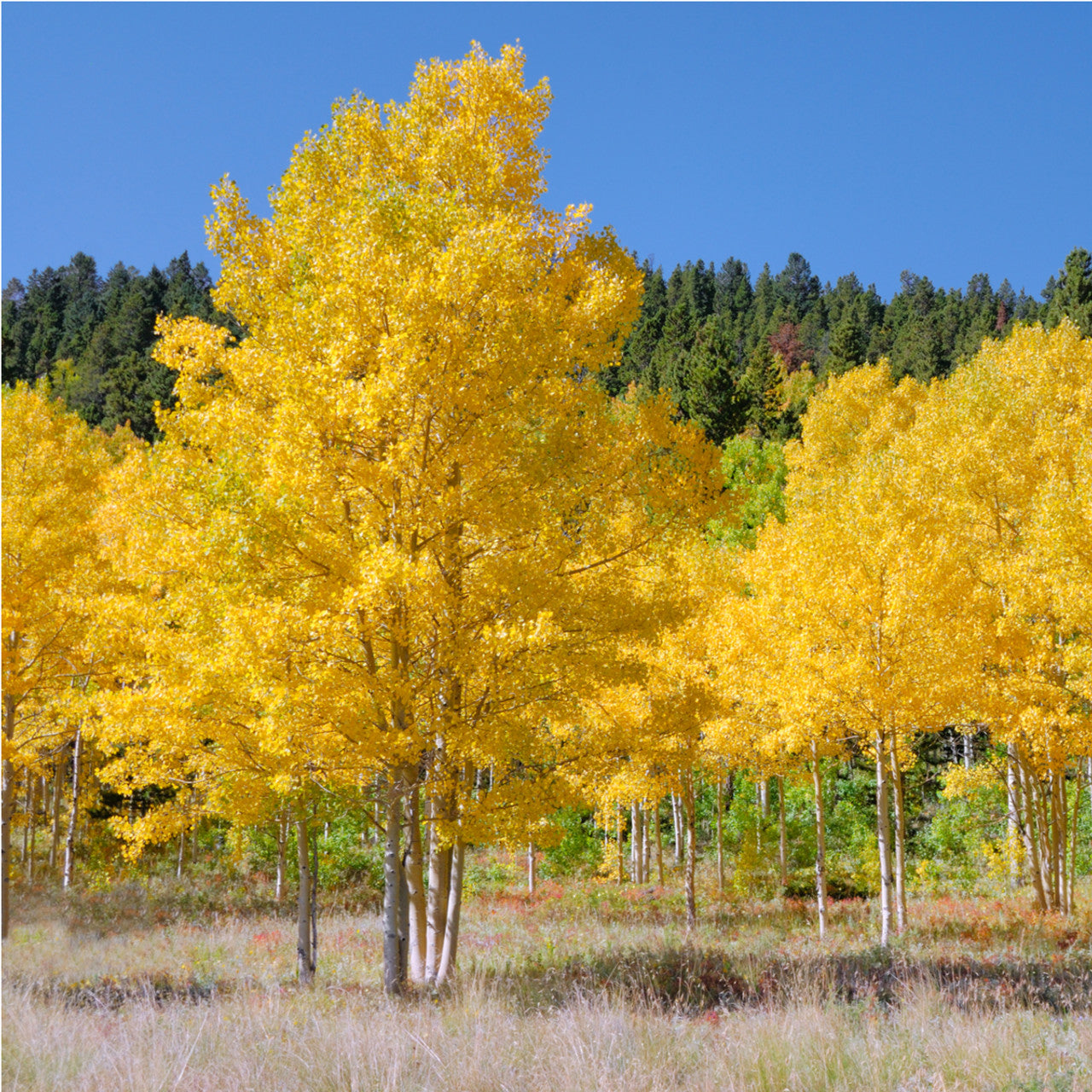Vibrant golden-yellow Lombardy Poplar tree with white bark against blue sky