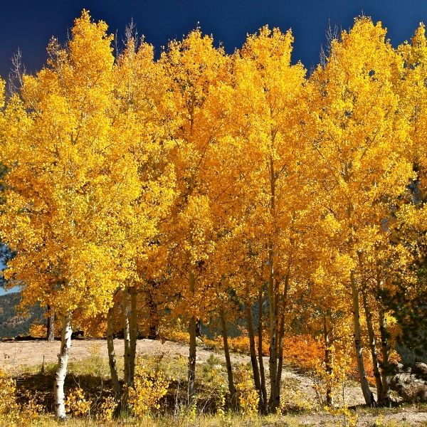 Lombardy poplar grove with golden-yellow aspen leaves and white bark under blue sky